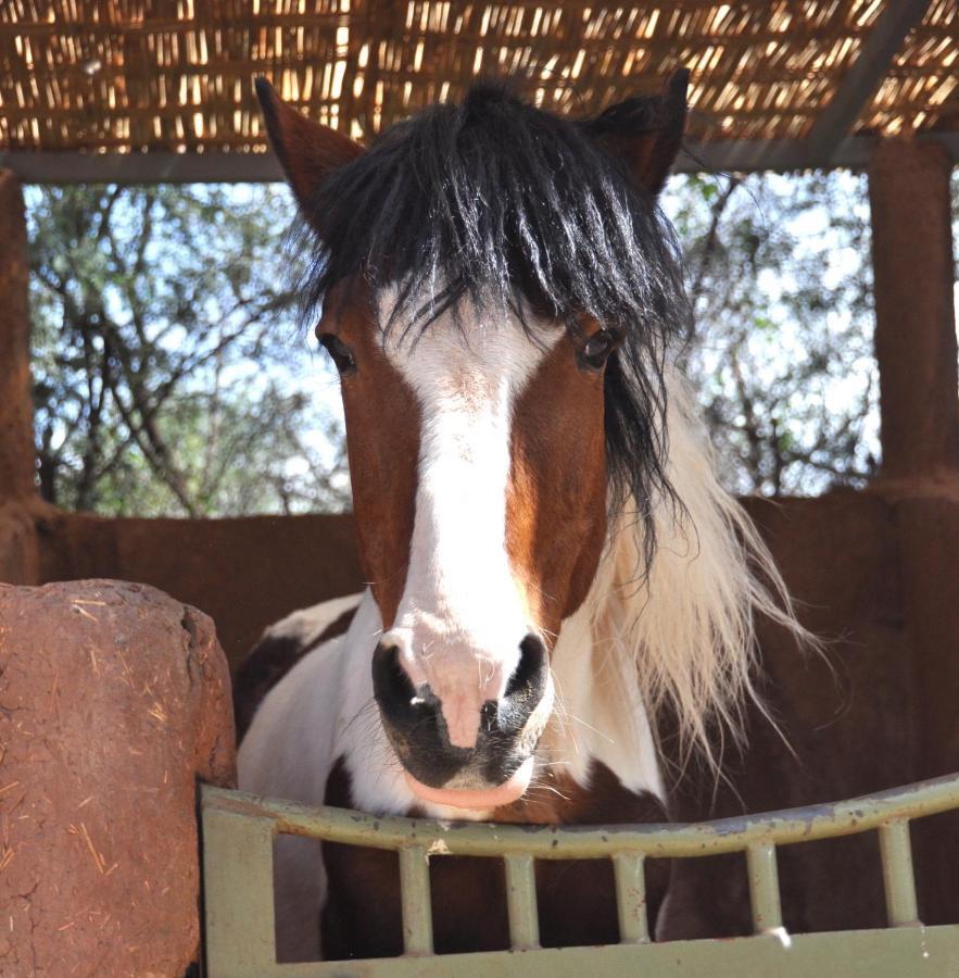La Vie En Rose - Horses & Dogs House Bed & Breakfast 3*