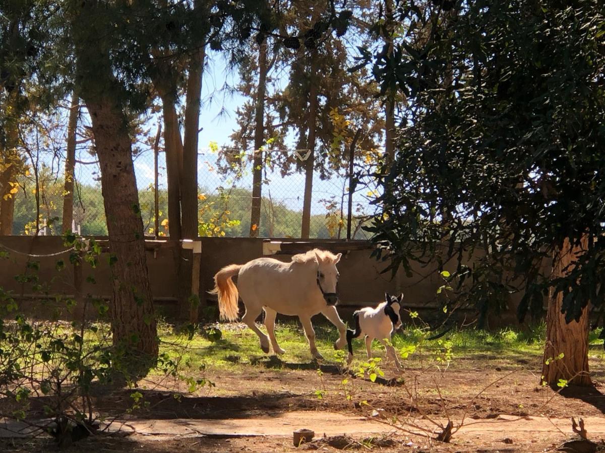 La Vie En Rose - Horses & Dogs House Ait Hamid