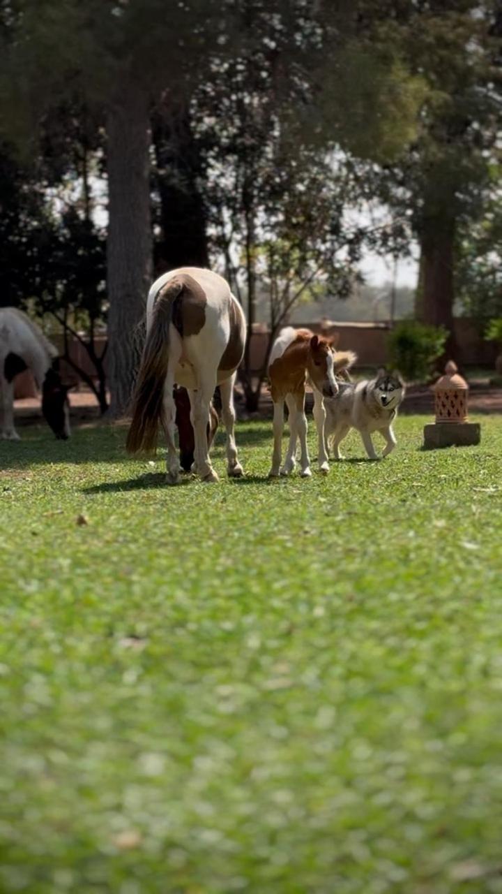 La Vie En Rose - Horses & Dogs House 3* Ait Hamid
